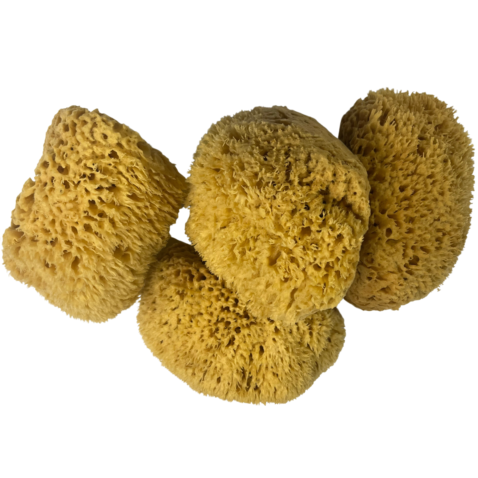 Florida Natural Sea Sponge Questions & Answers